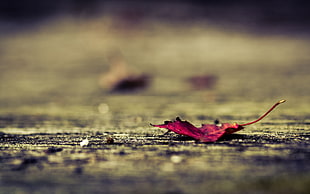 close-up photo of red Maple leaf